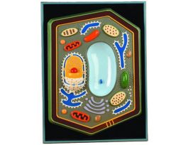 MODEL PLANT CELL