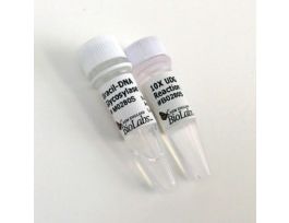 URACIL-DNA GLYCOSYLASE (UDG) -