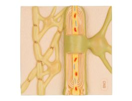 MODEL MYELIN SHEATHS OF THE CNS