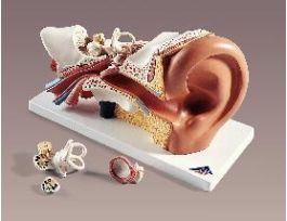 MODEL GIANT EAR-CLASSIC VERSION