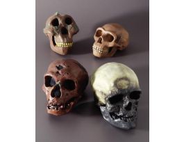 MODEL AUSTRALOPITHECUS BOISEIL SKULL