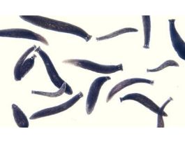 LIVE BLACK PLANARIA 30 STUDENTS