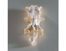 FREEZE-DRIED DOGFISH CHONDROCRANIUM