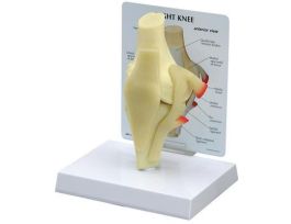 MODEL KNEE JOINT