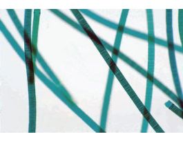 LIVE OSCILLATORIA 120 STUDENTS