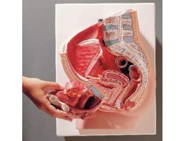 MODEL FEMALE PELVIS