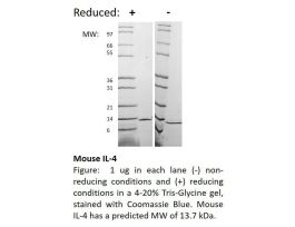 200-18AF-500UG MOUSE IL-4 (AF)
