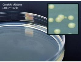 MEDIUM TSA LEC/TWEEN80 USP PLTD PK10