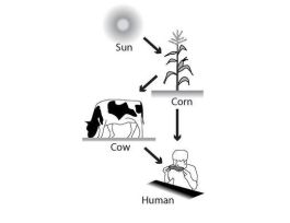 KIT PHOTOSYNTH & RESPIR SINGLE