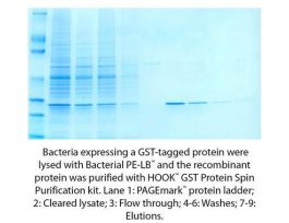KIT PUR YEAST GST PROTEIN HOOK 5RXN