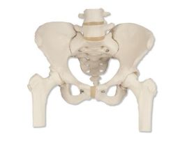 MODEL FEMALE PELVIC SKELETON
