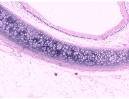 CARTILAGE COMPOSITE (SECT) V&E MAMMAL
