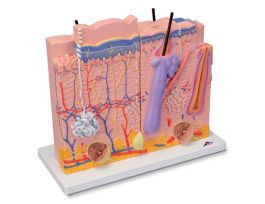 MODEL 3 PT SKIN MODEL