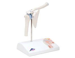 MODEL SHOULDER FOR MINI JOINT SET