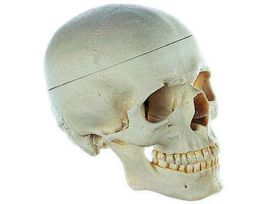 MODEL ARTIFICIAL HUMAN SKULL-SP