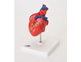 MODEL INTRO CORONARY BYPASS HEART