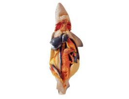 MODEL PREGNANT SHARK DISS. 22CMX 19CMX