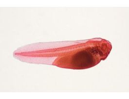 FROG-7MM EMBRYO (WM) C&FG