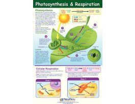 POSTER PHOTSYNTH&RESPIR NEW. EA
