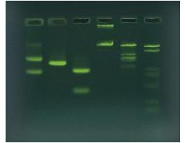SYBR? Safe DNA Stain