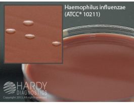 AGAR MUELLER HINTON 15X100MM PLATE