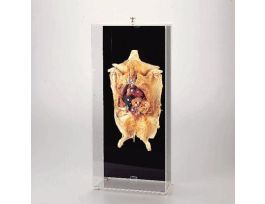 FREEZE-DRIED FETAL PIG ANAT. DISPLAY MT.