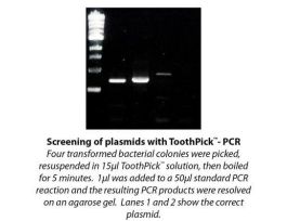 PLASMID SCREENING TOOTHPICK 300PREPS