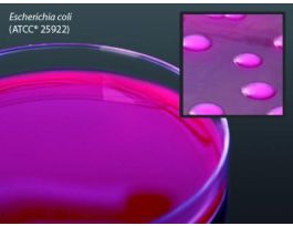 MEDIUM MACCONKEY AGAR SORBITOL PLTD PK10