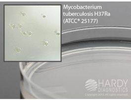 MIDDLEBROOK 7H11 THINPOUR SPACESAVER