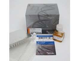 NEB 5-ALPHA COMPETENT E.COLI HIGH EFF