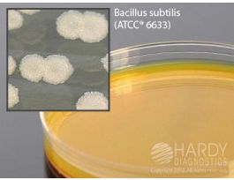 MEDIUM B.CEREUS SELECTIVE AGAR 18ML PK10