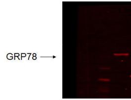 GRP78 ANTIBODY 100UG