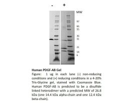 100-17AF-500UG HUMAN PDGF-AB (AF)