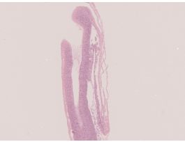 CHICK 24-HOUR TYPICAL SAGITTAL H&E