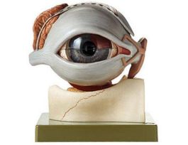 MODEL EYEBALL WITH EYELID 5X-SP