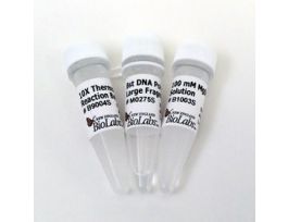 BST DNA POLYMERASE LG FRAG
