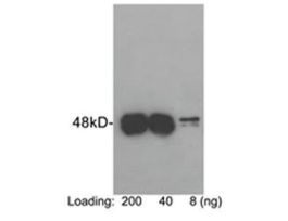 (PROTEIN C (HPC4)-TAG ANTIB PAB RABBIT)