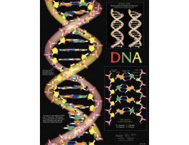 CHART DNA
