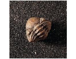 PHACOPID SP. (DEV) 3/8-1/2 ENROLLED