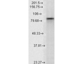 HSP90A ANTIBODY 100UG