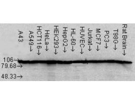 HSP90AB ANTIBODY 100UG