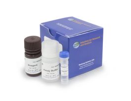 KIT NITRIC OX SYE ASSAY ENZYCHROM 100TST