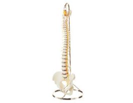 MODEL VERTEBRAL COLUMN PELVIS