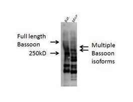 BASSOON ANTIBODY 100UG