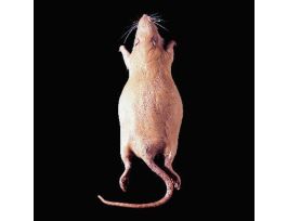 DOUBLE INJ. PREGNANT RAT PL/10 PM