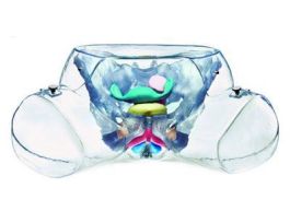 MODEL FEMALE GENITAL ORGANS-SP