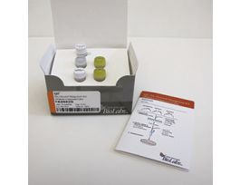 Q5 SITE-DIRECTED MUTAGENESIS ( E0552S