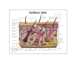 MODEL SKIN ACNE NORMAL / ACNE