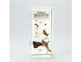 COMP. METAMORPHOSIS MUSEUM MOUNT