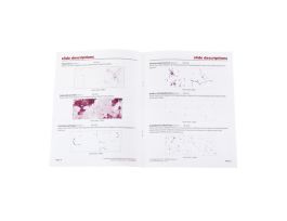 BACTERIA SURVEY SLIDE SET/7